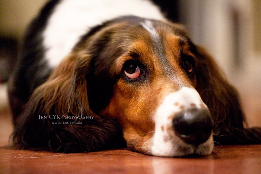 Pretty Bassett Hound