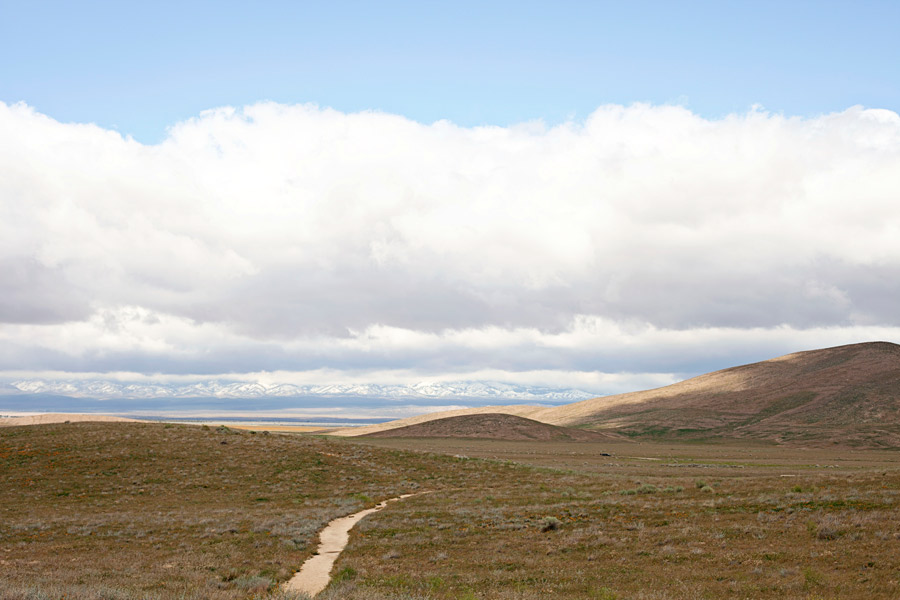 Antelope Valley Poppy Fields (2)