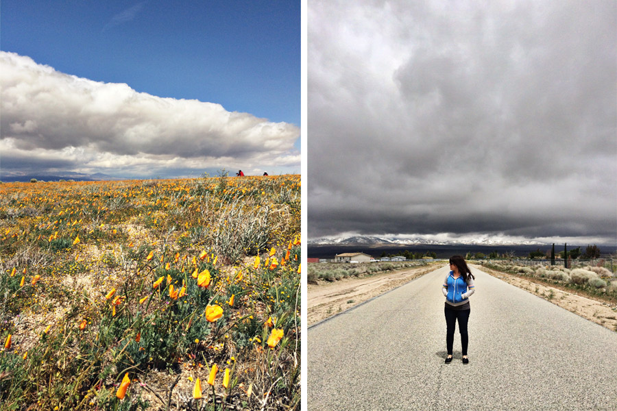 Antelope Valley Poppy Fields (4)