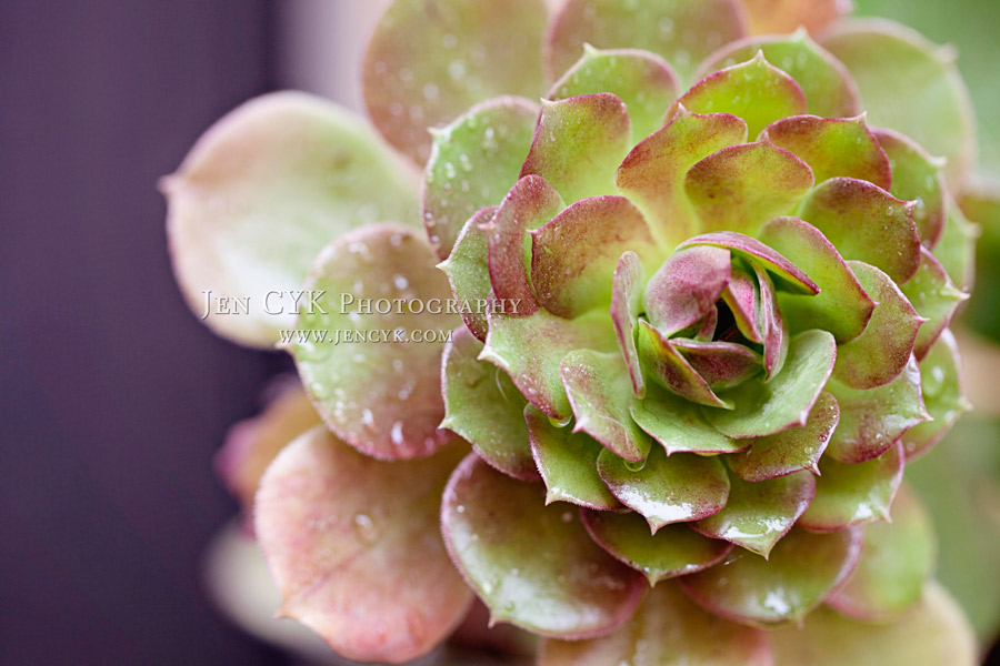 Jen-CYK-Succulents-(4)