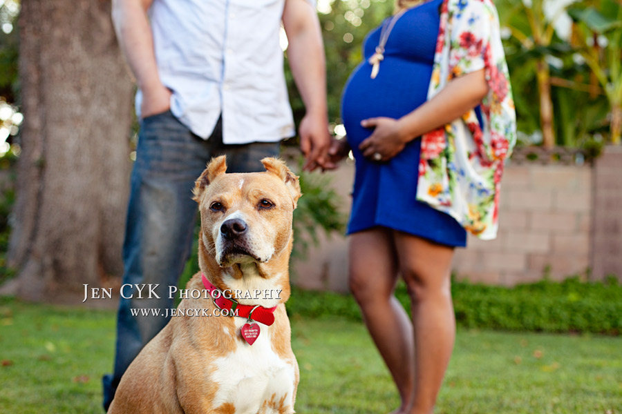 Maternity Photos With Your Dog (1)