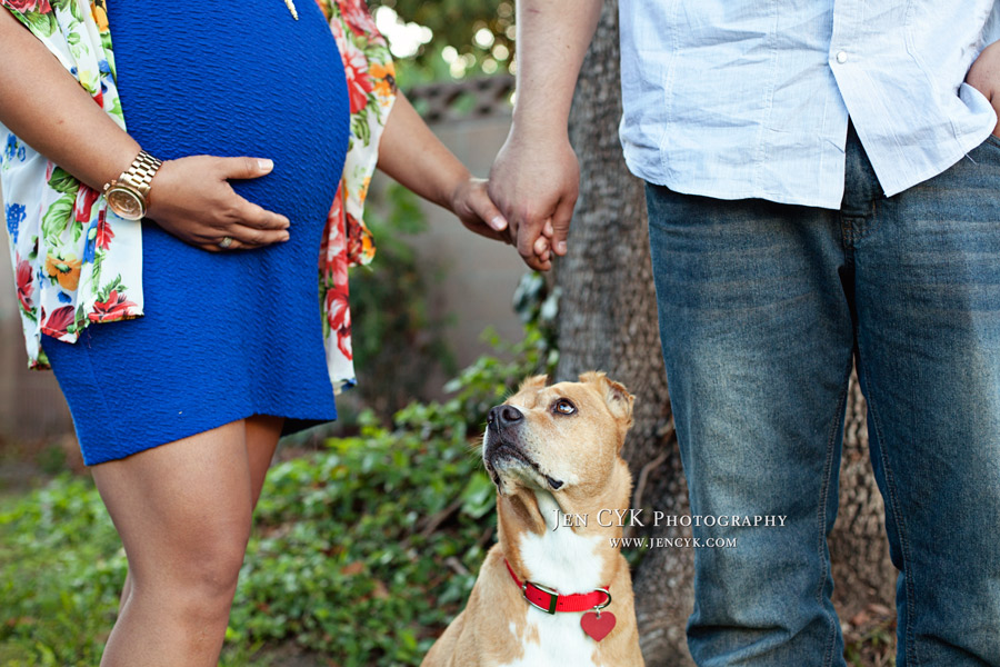 Maternity Photos With Your Dog (3)