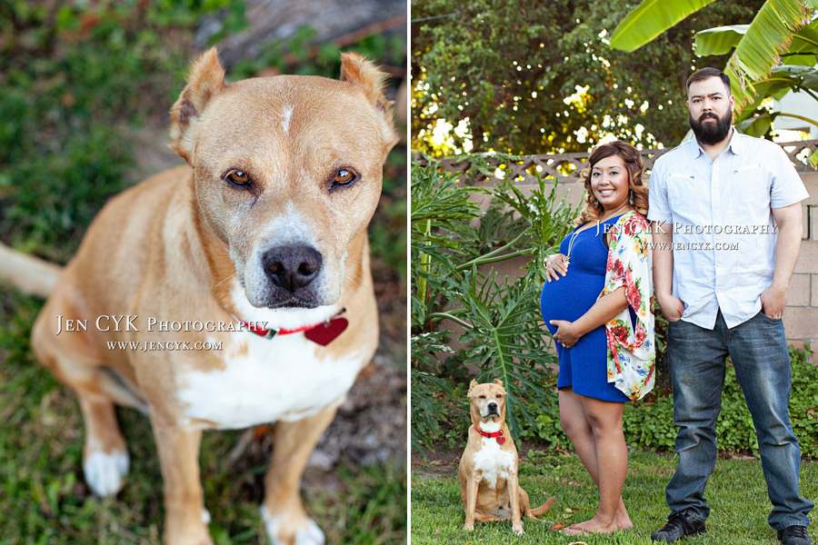 Maternity Photos With Your Dog (5)